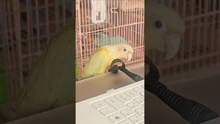 이 구역 깡패 오늘은 노트북 너다. #코뉴어 #키보드워리어 #앵무새 #문칙 #parrotlover #pet #bird #conure #mooncheek