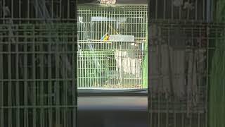 청금강 앵무새가 편의점에?!