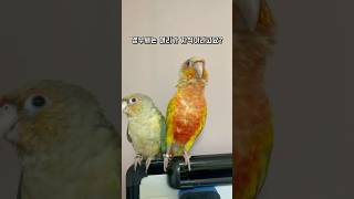 어때보이나요? #앵무새 #성별검사