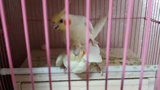 ?왕관앵무새#짝짓기영상?