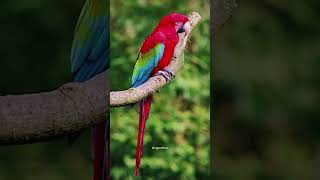 Arara vermelha #animals #curiosidades