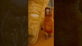 ^^  #musicatechno #dance #summer #birds #parrot #shorts #funny #fyp #conure ##shorts #코뉴어 #아기앵무새