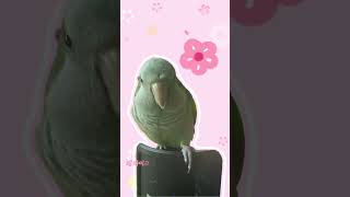 #앵무새 #퀘이커