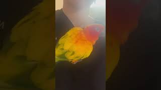 썬코뉴어 망고 ! 뭐하는지 아시는분?