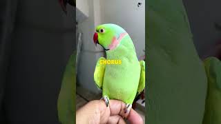 Parrots: Color, Chaos… and Clever Minds #Parrot#Birds#shorts #viral #jungle
