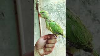 Ringneck Baby Parrot  #birds #…