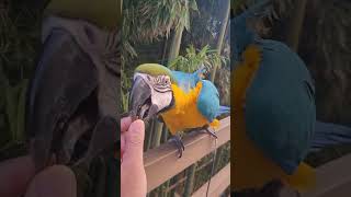 가던 길도 돌아오게 하는 잣 #shorts #청금강 #…