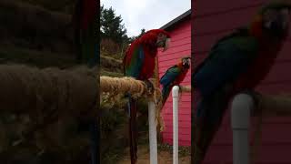 화조원 금강앵무