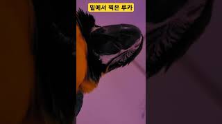 밑에서 찍은 루카 #parrot #앵무새 #macaw #청금강 #청금강앵무새 #animal #동물 #마카우
