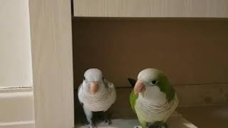 퀘이커 앵무새 말하는 영상 No.3 (의성어 흉내???…