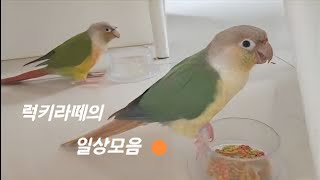 #9 앵무새럭키라떼의 일상모음/앵무새,코뉴어,럭키라떼,일상