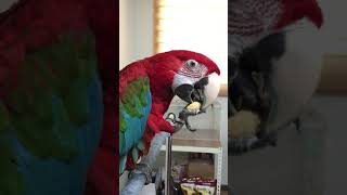 홍금강 앵무새 먹이 카이텍 베이크 버디 먼치 (소프트쿠…