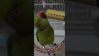 #목도리앵무 #이집 이유식맛집이네~#촵촵촵~