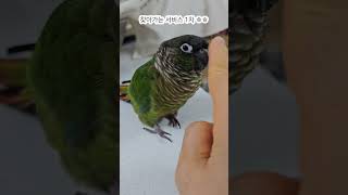 귀여움폭발~!! 앵무, 새로의 '코코코' 놀이시간~❤❤…