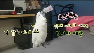 앵무새가 야구르트 마시는법 유황앵무 코카투