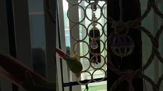 소망이의 일상(코뉴어)