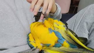 앵무새야? 강아지야? 애교많은 청금강앵무