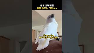 어디 출신인지 의심가는 앵무새ㅋㅋㅋ