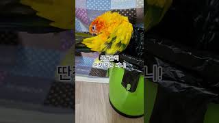 써니~벌써 사춘기가 온거야?  #썬코뉴어 #parrot #앵무새 #사춘기 #adolescence #못들은척 #딴짓 #other things #벌써 #써니