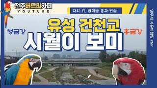 [앵무새자유비행] 청금강시월이,홍금강보미 유성 건천교