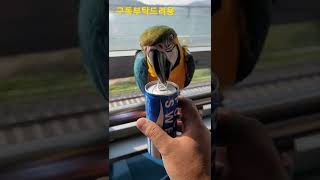 앵무새가 까주는 포카리스웨트 #청금강앵무새 #short…