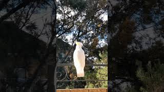 Cockatoo Bird #cockatoo #호주코카투…