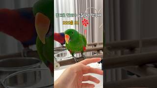 뜻대로 안되자 승질내는 앵무새 #뉴기니아#뉴기니아앵무새…