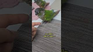 새로는 매일 화이팅을 외쳐요~!! #그린칙 코뉴어# 앵무새 #알을 낳아서 부화시킨 용감한 앵무새