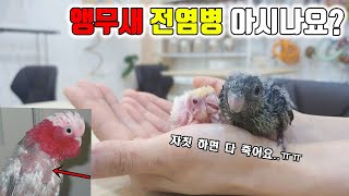 자해하는 앵무새질병에 대해 알려주셨습니다ㄷㄷ with집…