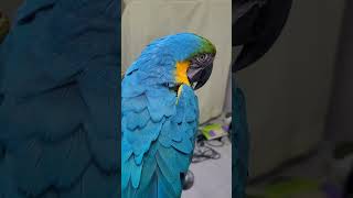 요즘 못놀아줘서 삐진듯한 루카 #청금강 #청금강앵무새 #macaw #parrot