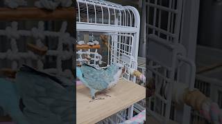 [퀘이커 앵무] 문을 활짝 열고... #parrot #quakerparrot #문열어다오 #까꿍이