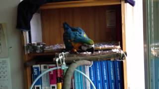 청금강 - 쿠악이