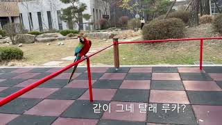 [루카의 일상] 할리퀸 마카우 루카 와 그네타보기 루카 그네 잘탈수 있을까?