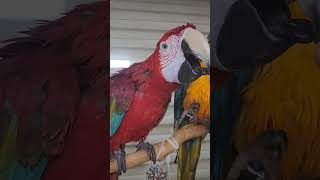 망구가 말을해요♡♡                         #마카우#말하는 앵무새#애완동물#홍금강