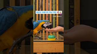 청금강 크롱ㅣ지능게임ㅣ똑똑한앵무새 ㅣ 천안카페ㅣ카페일상ㅣ‍