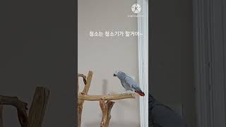 앵무새ㅡ순돌이는 청소기 업체에서 콜받았어요~