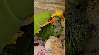 주인한테 배운 사랑법을 아기 새에게 그대로 실천하는 아…