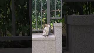 길고양이 미묘와 앵무새 한스마카우 기묘한 동거 가능할지