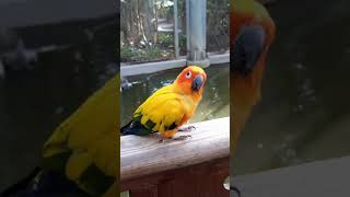 사람을 응시하는 썬코뉴어 - 경주 버드파크