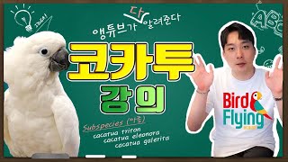 하얀색 강아지 코카투 소개(엄브렐라,트리톤,엘레노라,듀컵)