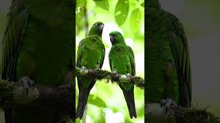 #FunnyParrot #USAParrot #TalkingParrot #PetComedy #ViralInUSA #RingneckUSA #AmericanPets #ParrotLife