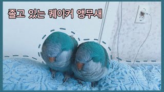하품하는 앵무새 | 꾸벅꾸벅 졸고 있는 호두 자두 | …