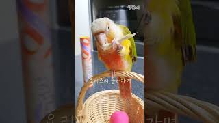 앵무새럭키의사탕수수먹방 #shorts #코뉴어 #bir…