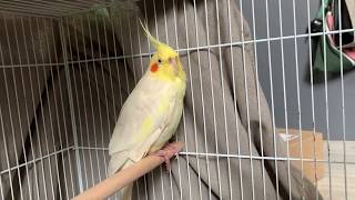 왕관 앵무새  쬬쬬 부리 갉갉 asmr