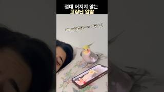 절대꺼지지않는 고장난 알람앵무새 #귀여운 앵무새 #코카티엘 #왕관앵무