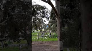 Cockatoo Bird | 호주 앵무새 코카투 | 호…