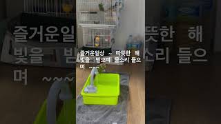 #앵무새 #birds #shower#일상 #코뉴어