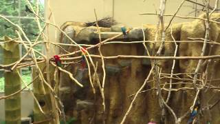 서울동물원(Seoul Zoo) 05 - 앵무새