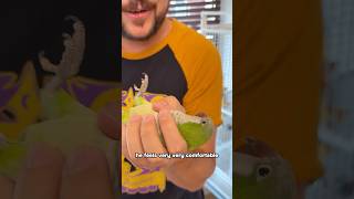 Quaker Parrot Lets Me Grab and…
