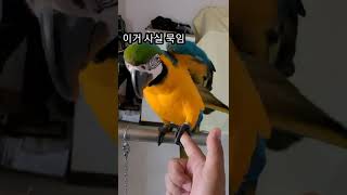 루카랑 가위바위보 #shorts #청금강